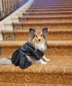 Instagram post by @archieabbyshelties