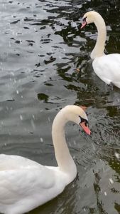 Instagram post by @hrbrowngoes