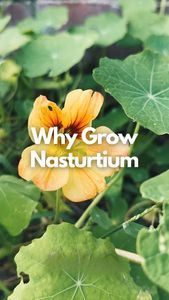 Instagram post by @heygardenzaddy