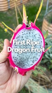 Instagram post by @heygardenzaddy