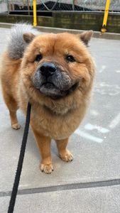 Instagram post by @zuzu.the.chowchow