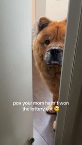 Instagram post by @zuzu.the.chowchow