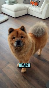 Instagram post by @zuzu.the.chowchow