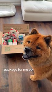 Instagram post by @zuzu.the.chowchow