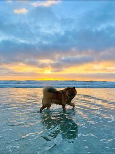 Instagram post by @zuzu.the.chowchow