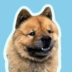 @zuzu.the.chowchow Instagram Profile
