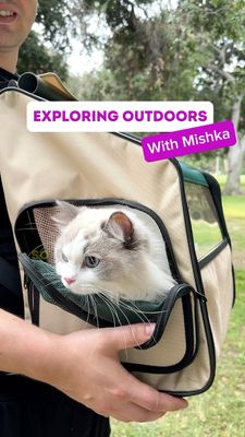 Instagram post by @cats.explained