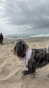 Instagram post by @shayleethepup