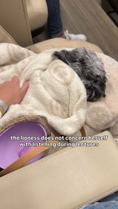 Instagram post by @shayleethepup