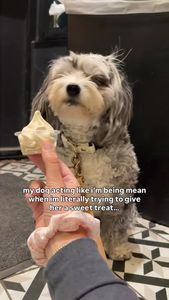 Instagram post by @shayleethepup