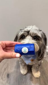 Instagram post by @shayleethepup