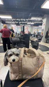 Instagram post by @shayleethepup