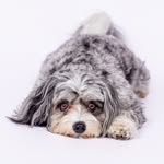 @shayleethepup Instagram Profile