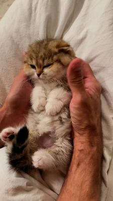 Instagram post by @fluffy_nerfs_munchkins