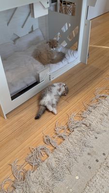 Instagram post by @fluffy_nerfs_munchkins