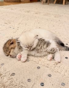 Instagram post by @fluffy_nerfs_munchkins