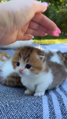 Instagram post by @fluffy_nerfs_munchkins