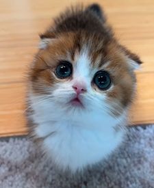 Instagram post by @fluffy_nerfs_munchkins