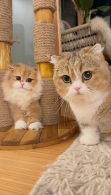 Instagram post by @fluffy_nerfs_munchkins