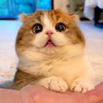 @fluffy_nerfs_munchkins Instagram Profile