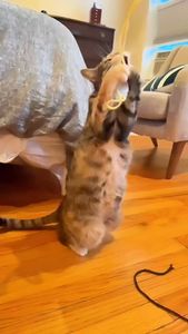 Instagram post by @southendpetsitting