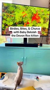 Instagram post by @southendpetsitting