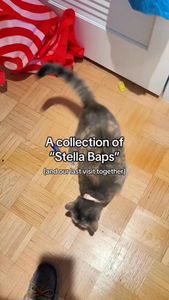 Instagram post by @southendpetsitting