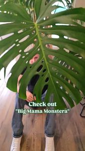 Instagram post by @tulsaplantman