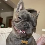 @yodathefrenchhie Instagram Profile
