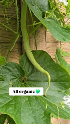 Instagram post by @subbucooks