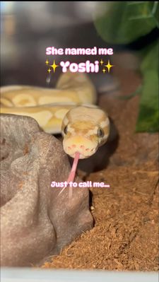 Instagram post by @roxys.reptiden