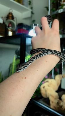 Instagram post by @roxys.reptiden