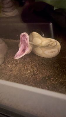 Instagram post by @roxys.reptiden