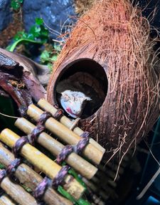 Instagram post by @roxys.reptiden