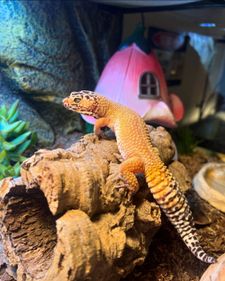 Instagram post by @roxys.reptiden