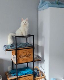 Instagram post by @katie_cats_sims