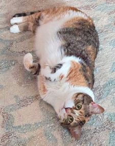 Instagram post by @katie_cats_sims