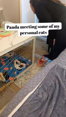 Instagram post by @katie_cats_sims