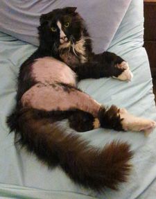 Instagram post by @katie_cats_sims