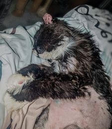 Instagram post by @katie_cats_sims