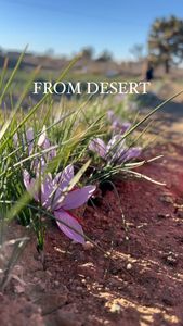 Instagram post by @shesrootedhome