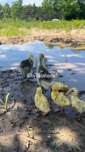 Instagram post by @shesrootedhome