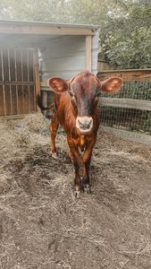 Instagram post by @urban_farmwife