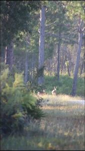 Instagram post by @dnareptiles95