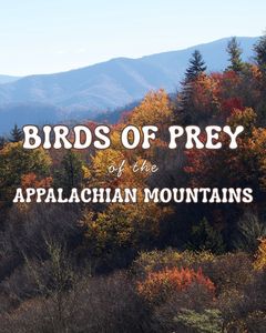 Instagram post by @tiffanyonthetrail