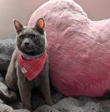 Instagram post by @bilbo_fluffins