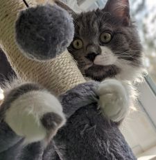 Instagram post by @bilbo_fluffins