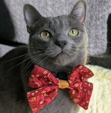 Instagram post by @bilbo_fluffins