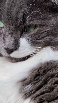 Instagram post by @bilbo_fluffins