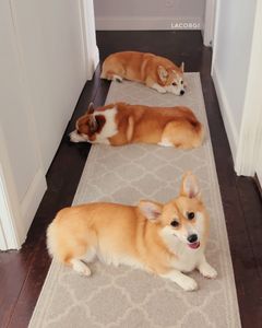 Instagram post by @lacorgi